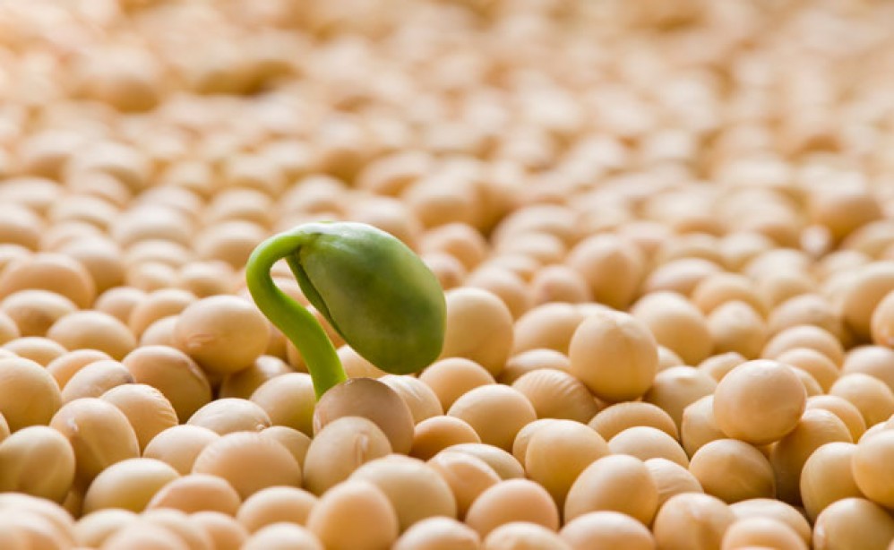 The Wondrous Benefits of Soy Protein